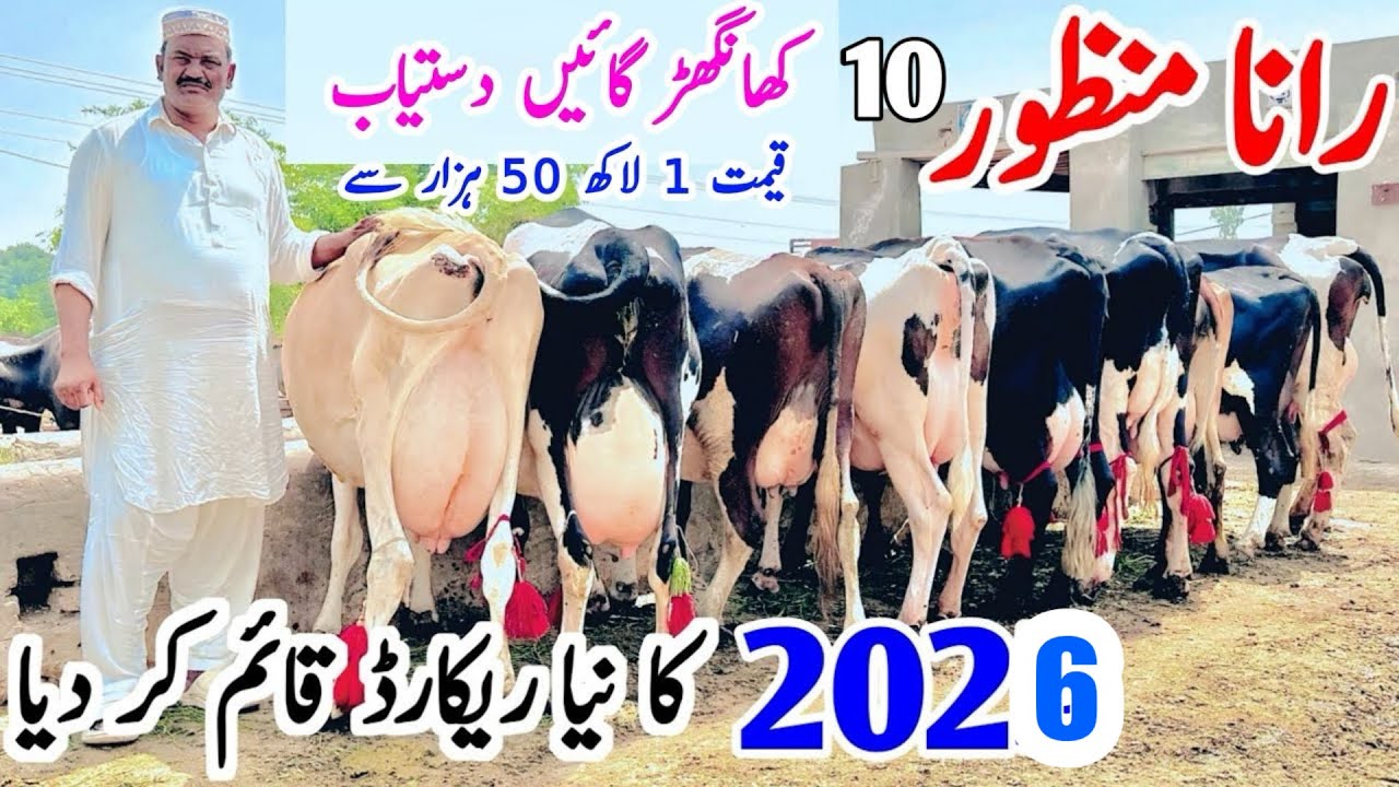 Rana Manzoor | Rana Manzoor New Video | Jersey Cows For Sale | Shami Gondal | 13 February 2026