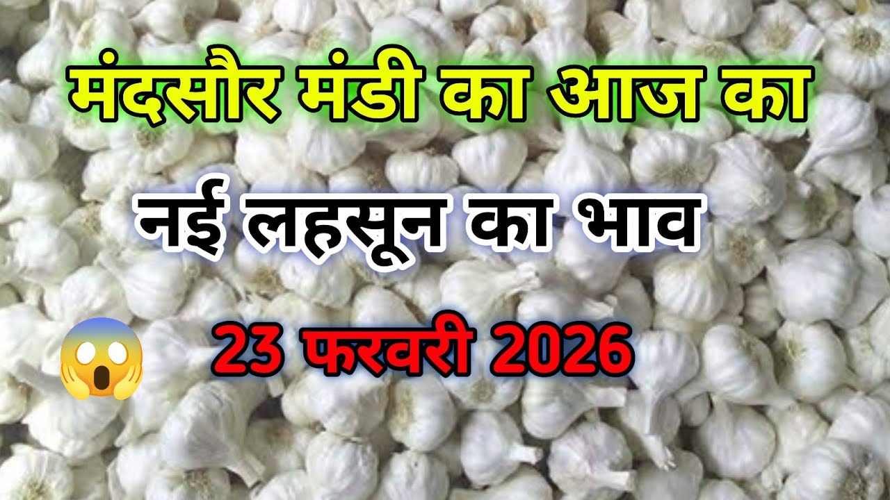 मंदसौर मंडी का नई लहसुन का भाव | Aaj Ka Lahsun Ka Bhav | Today's Garlic Rate | Lahsun Bhav Mandsaur
