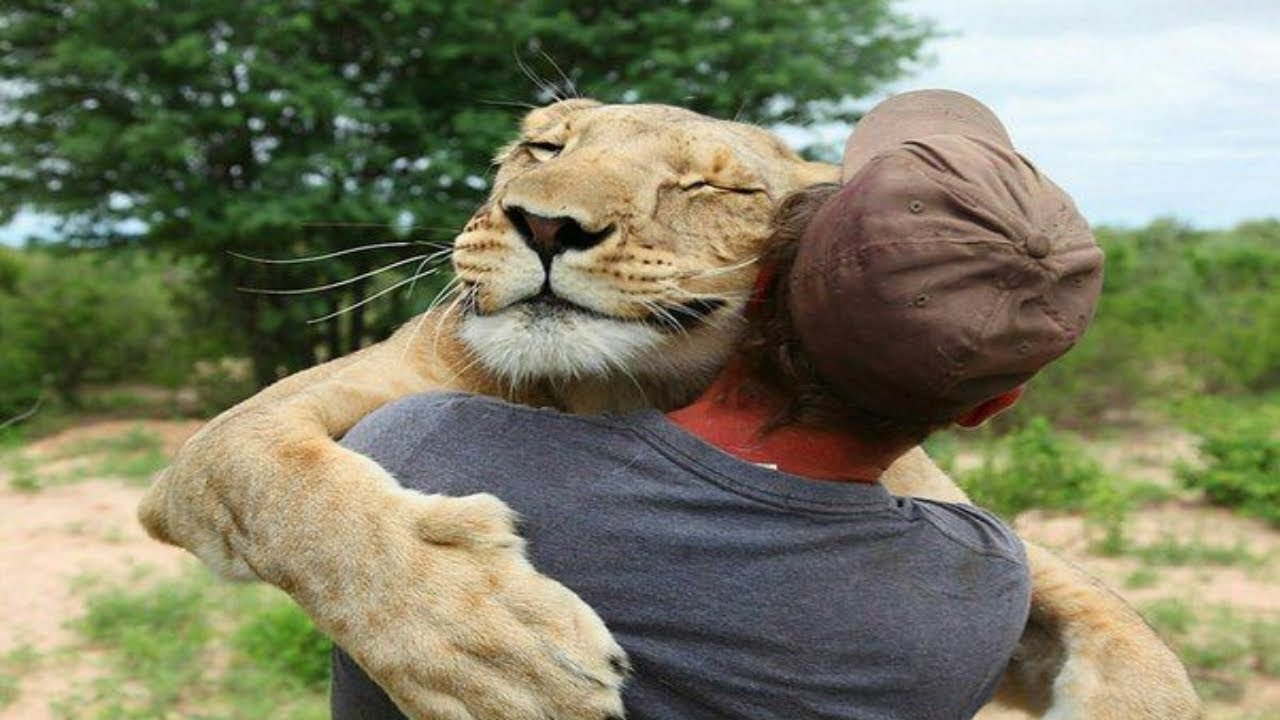 Top 5 Reencuentros De Animales Con Sus Cuidadores Parte #3