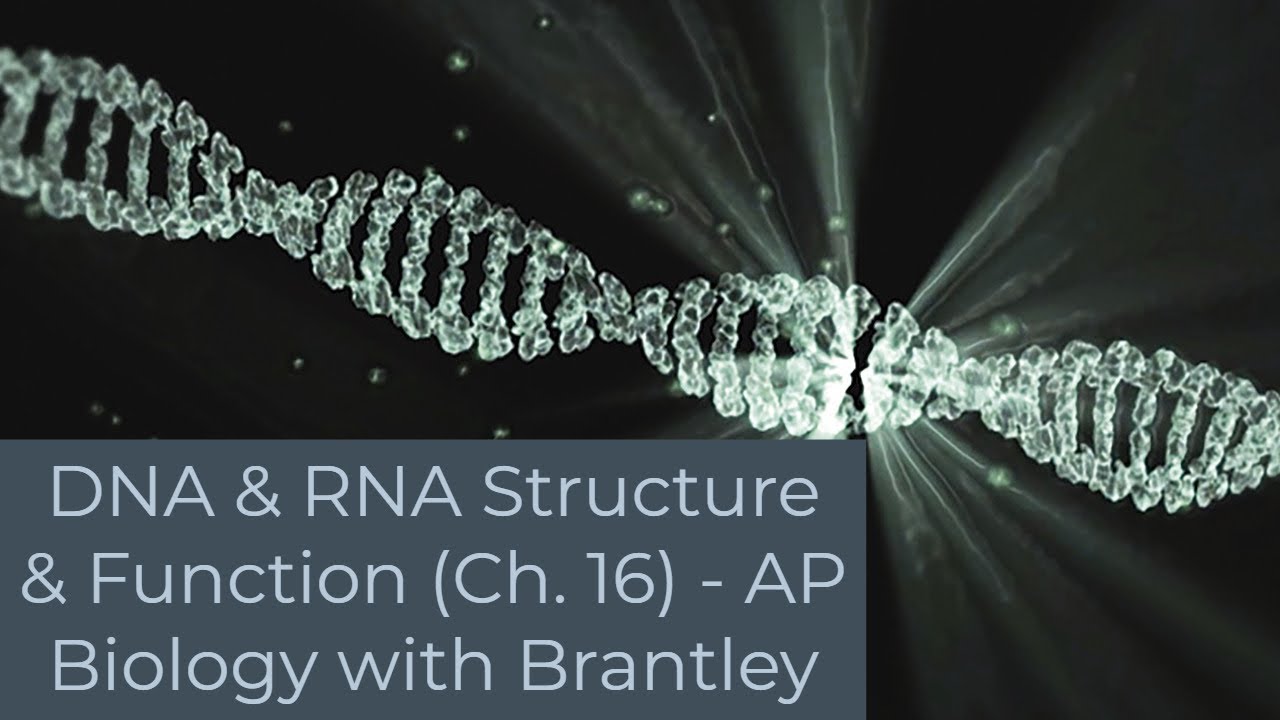 DNA & RNA Structure and Function, DNA Replication (Ch. 13) - AP Biology with Brantley