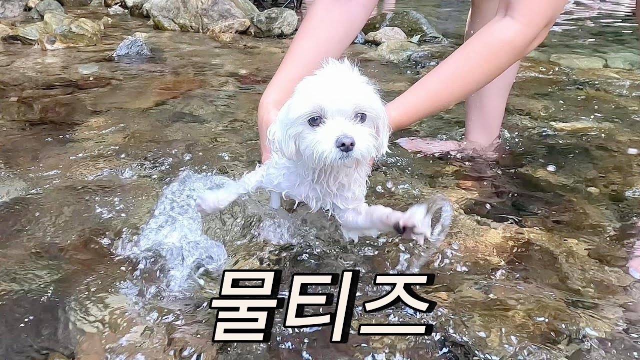 리트리버와 함께 살더니 물티즈가 된 뽀순이
