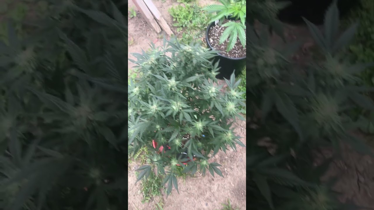 Grandmommy purple by herbies seeds #herbiesseeds #homegrow #cannabisdaily