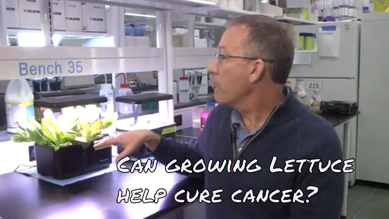 Growing lettuce to create vaccines and drug therapies