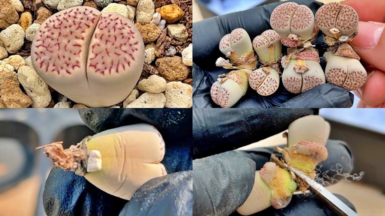 SUB) My way how to take new roots of lithops l 내가 리톱스 뿌리 내리는 방법