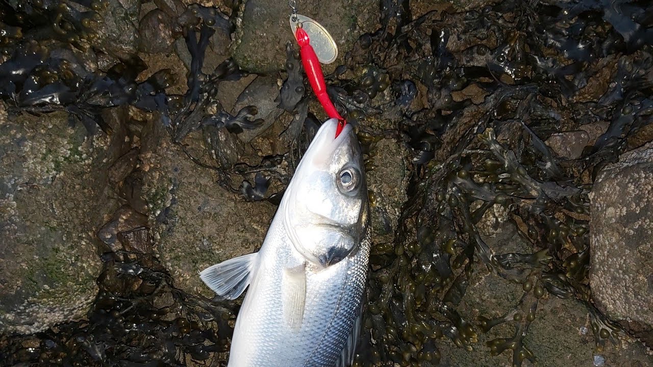 AT LAST! - Adventures of a Hapless Plugger - Lure Fishing Carmarthenshire 25-07-2019 (Ep 17)