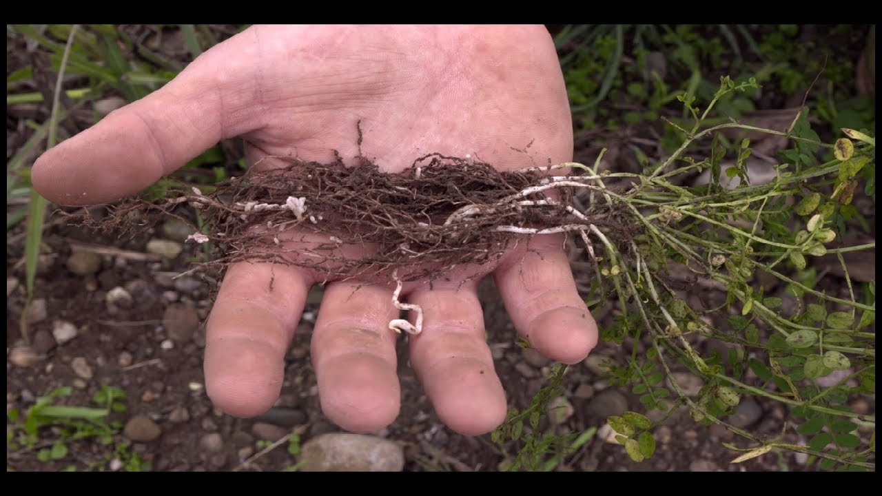Come scegliere le cover crop?