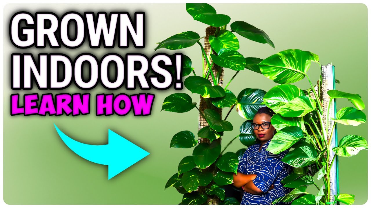 COMPLETE Beginner's Guide For Growing LARGE Indoor Plants