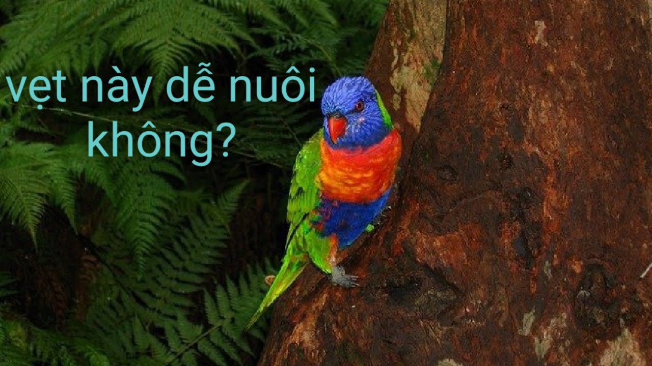 Tìm hiểu về dòng vẹt Lorikeet.Trước khi nuôi nên xem video này . Lorikeet parrot information.