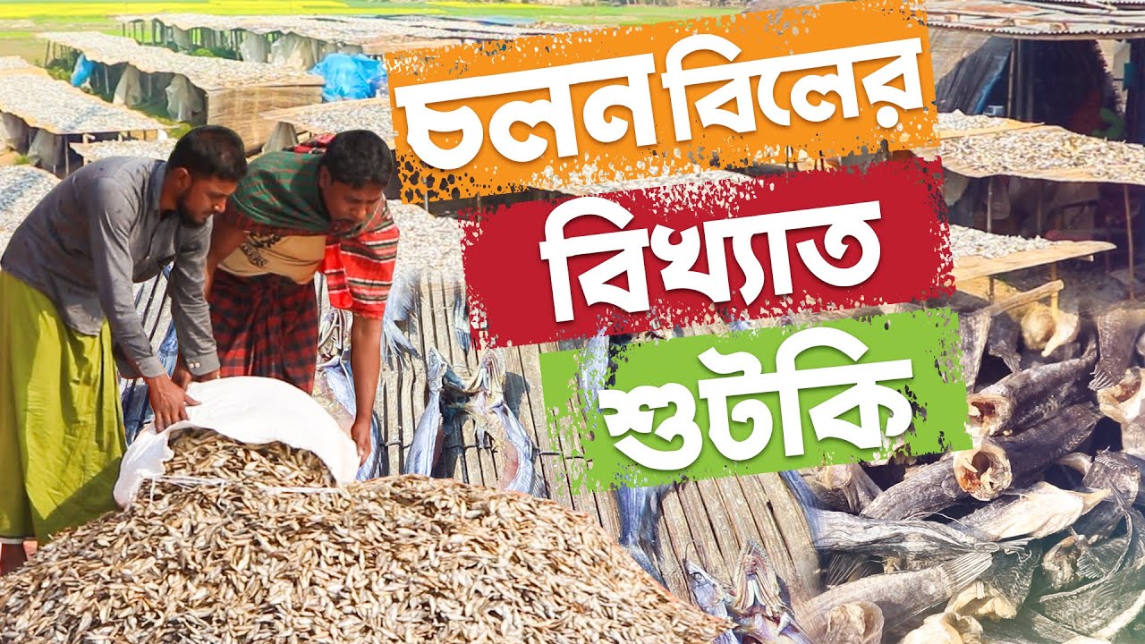 কিভাবে তৈরি হচ্ছে নাটোরের চলনবিলের বিভিন্ন মাছের শুটকি - দামসহ জানুন বিস্তারিত - Safollo Kotha