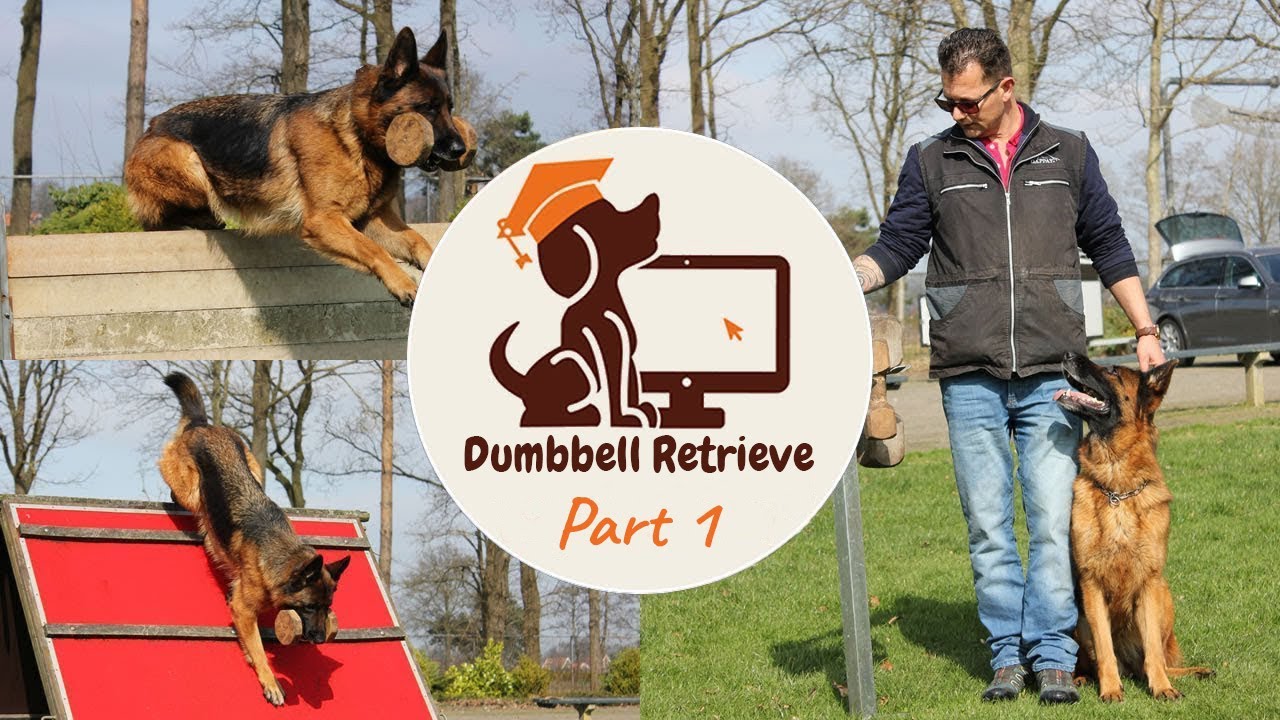 Dog training dumbbell retrieve - dumbbell retrieve training