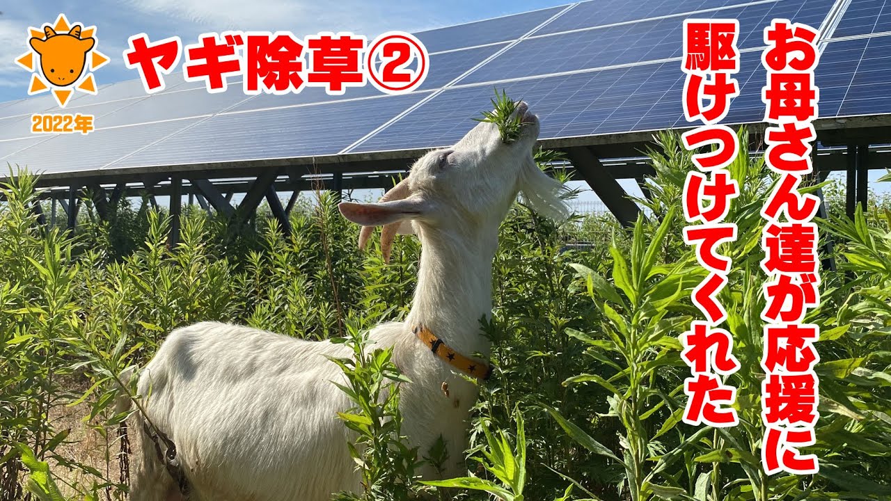広すぎて草が減らずお母さんヤギたちが応援にきました 2022年6月21日 富山県富山市にて除草ヤギのレンタル