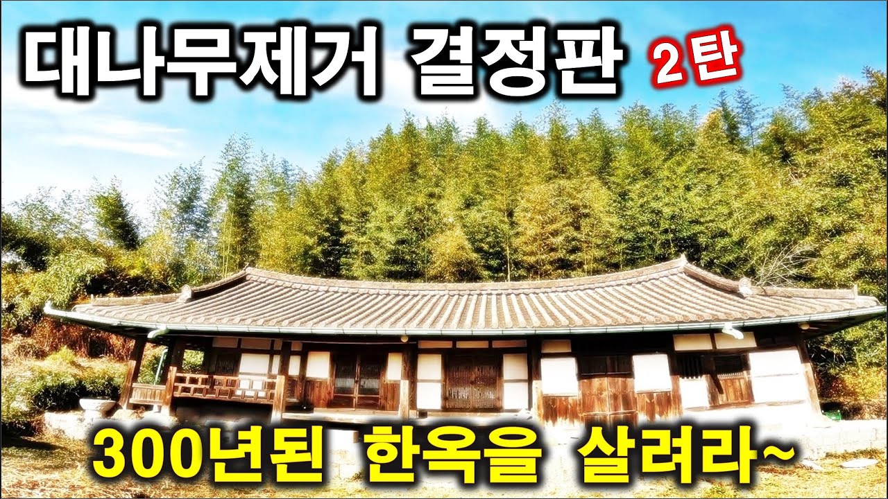 300년 고택 한옥 대나무 제거작업 한옥까지 뻩어오는 대나무 제거작업 한방에 해결~!!  2탄  #대나무죽이기 #대나무제거 #대나무제거방법 #hanok