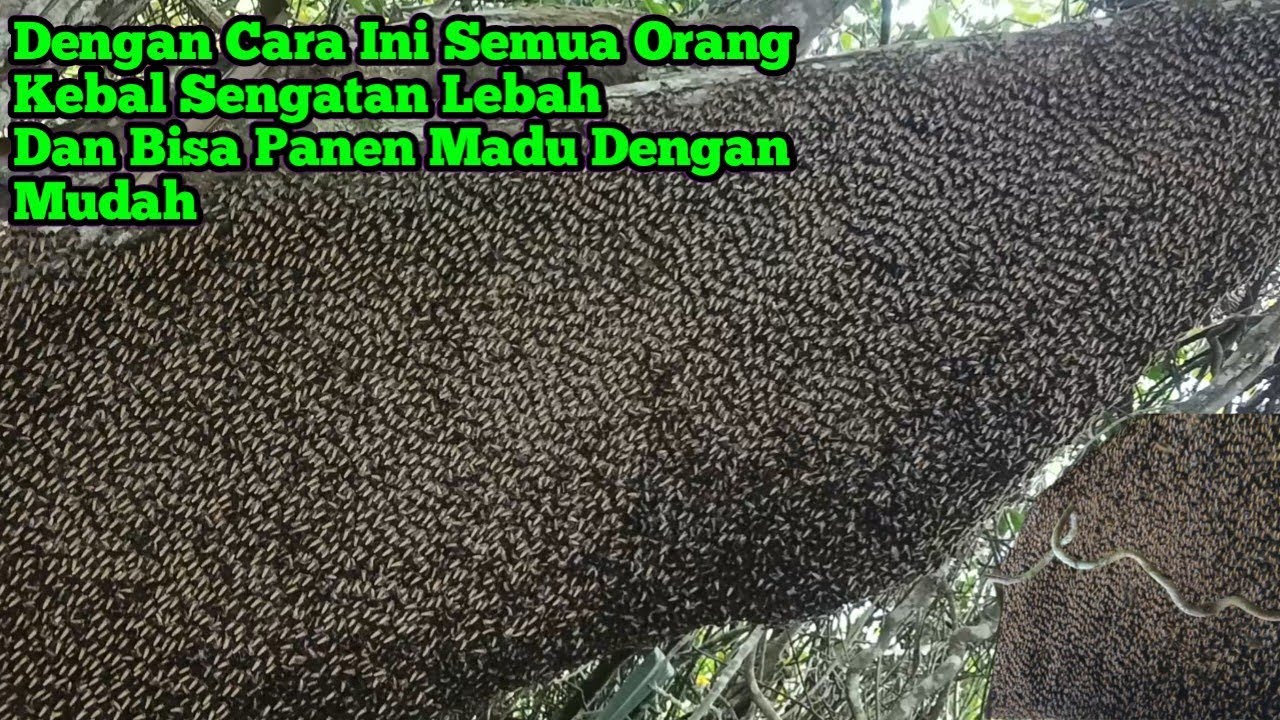 Cara Ini Paling Aman,Dijamin Langsung Kebal Terhadap Sengatan Lebah #bee#honey#panenmaduhutan#lebah