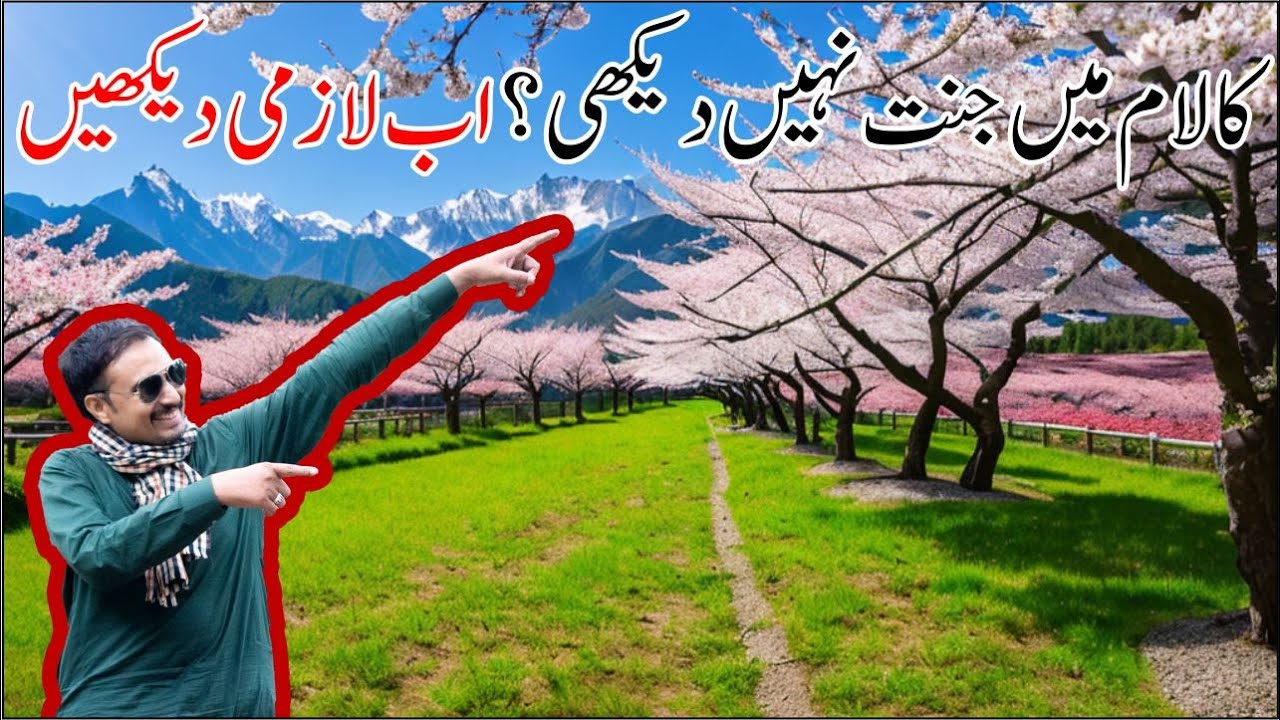 Beautiful Kalam Cherry Garden | New tourist attraction in Swat valley | Masoom Awara Gard