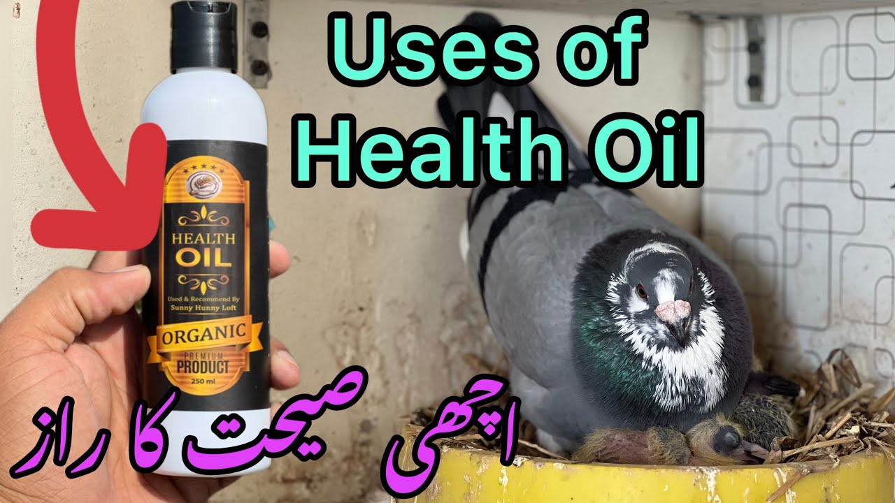 Health Oil Racer Pigeons k liye q ZarOori hai | Racing Pigeon Tips 
