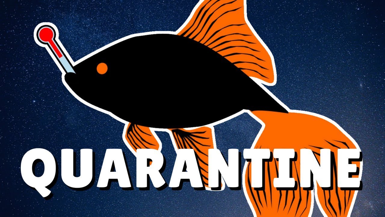 How to Quarantine New Fish in 2 Minutes | DIY Quarantine Tank | Quarantine Meds