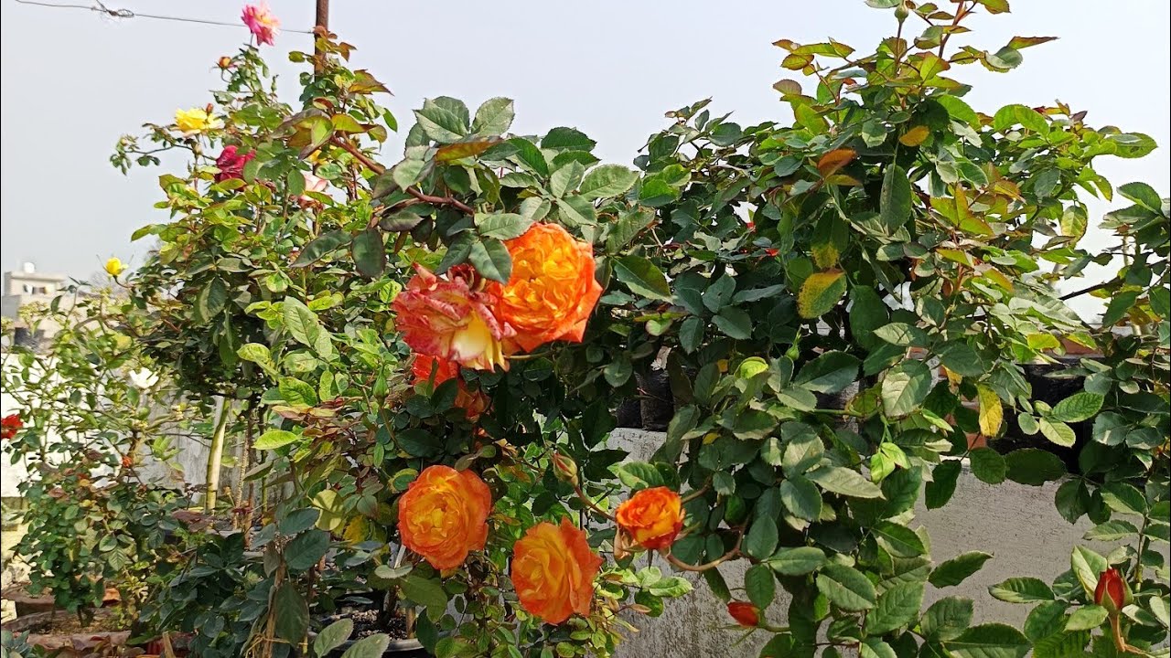 g malik garden is live