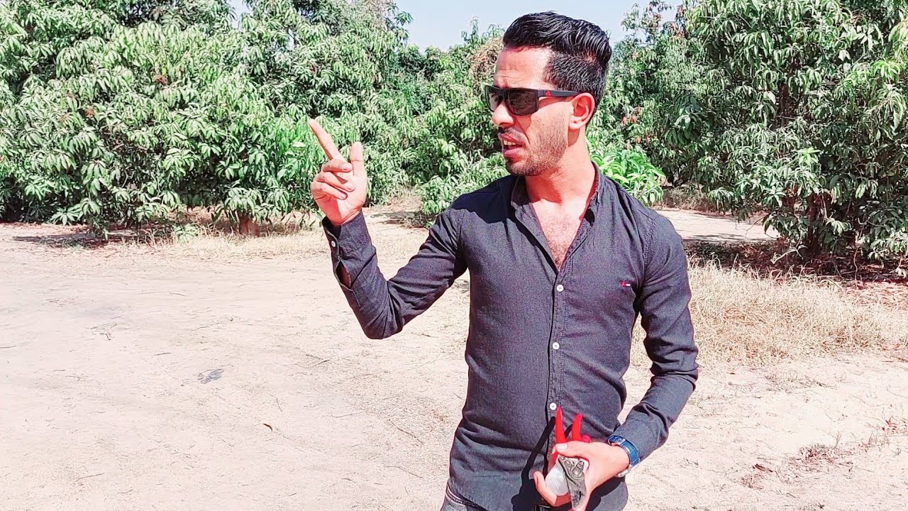شاهد أفضل فيديو لتقليم المانجو المحلية بالمدرسة الجديدة | أصناف |زبدية _ سكري _ فجر كلان | الجزء 1