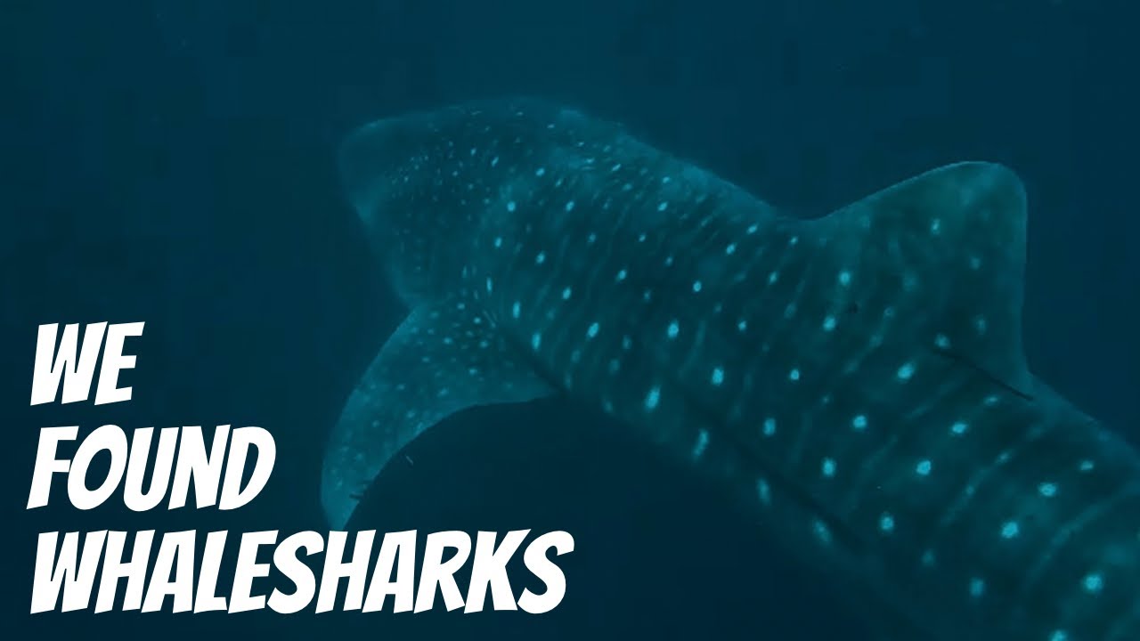 WHALE SHARKS IN MOZAMBIQUE