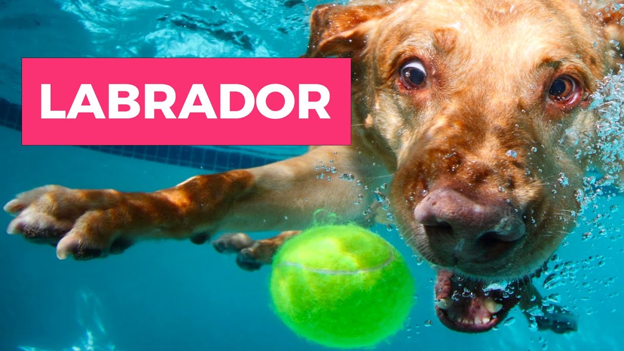 11 CURIOSIDADES SOBRE O LABRADOR