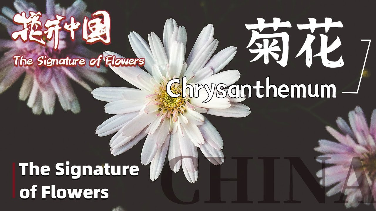 【The Signature of Flowers】花开中国 EP4 Chrysanthemum 菊花