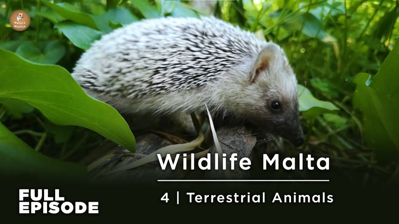 4 Full Episode | Terrestrial Animals | Natura Maltija | Wildlife Malta (Season 2)