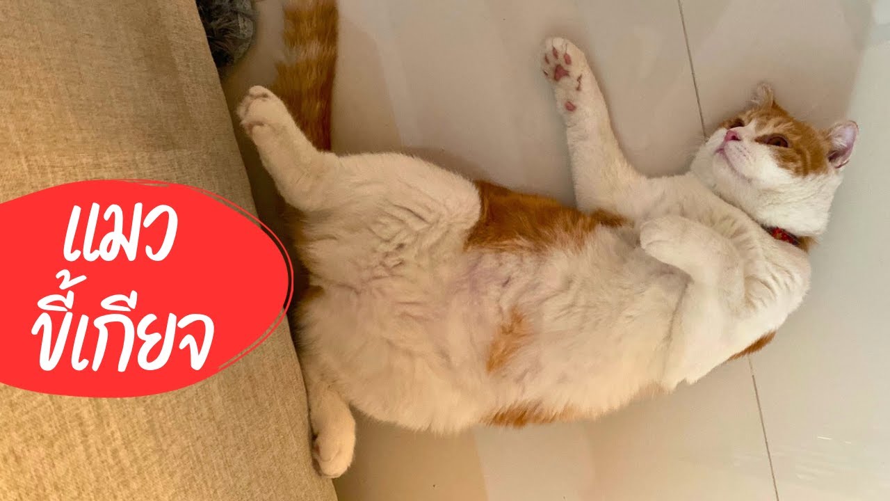 วันขี้เกียจของแมว นั่งบ้าง นอนบ้าง | Lazy Day for Cat [ Scottish Fold Cat ~ แมวสก็อตติชโฟลด์ ]