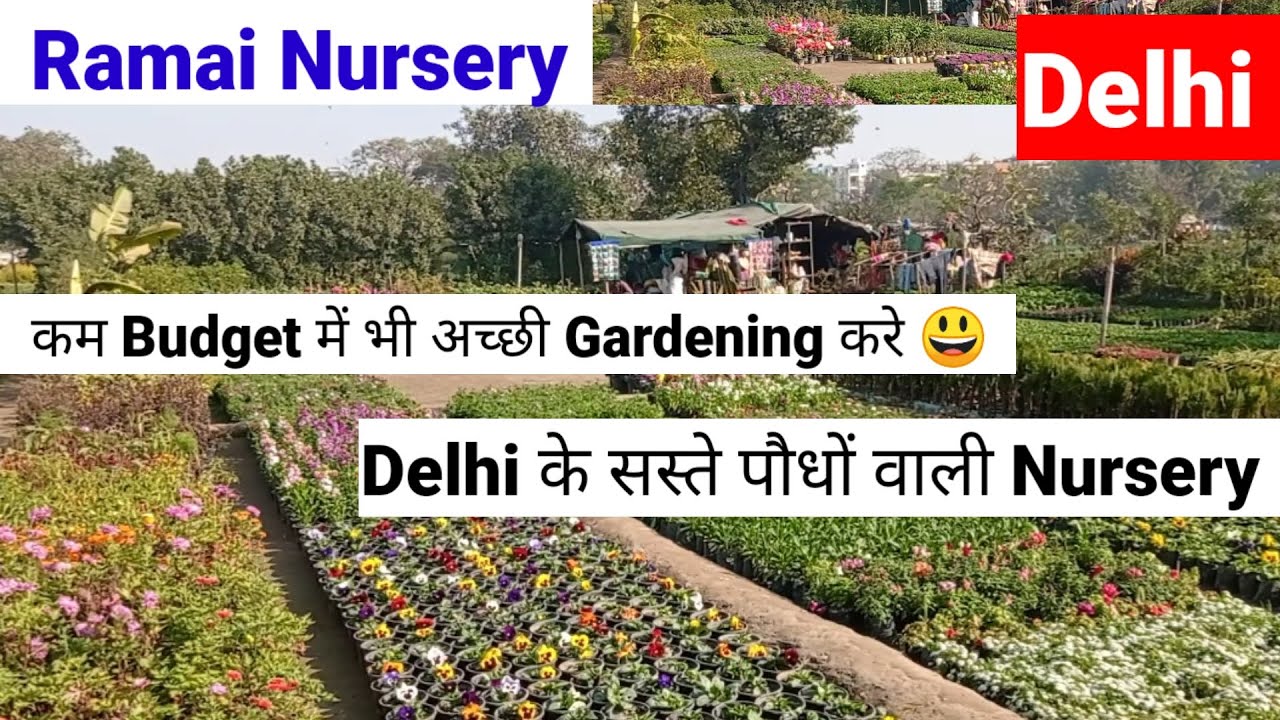 क्या क्या मिलेगा ??||Ramai Nursery||Delhi||#youtube #plantnurseryvisit 