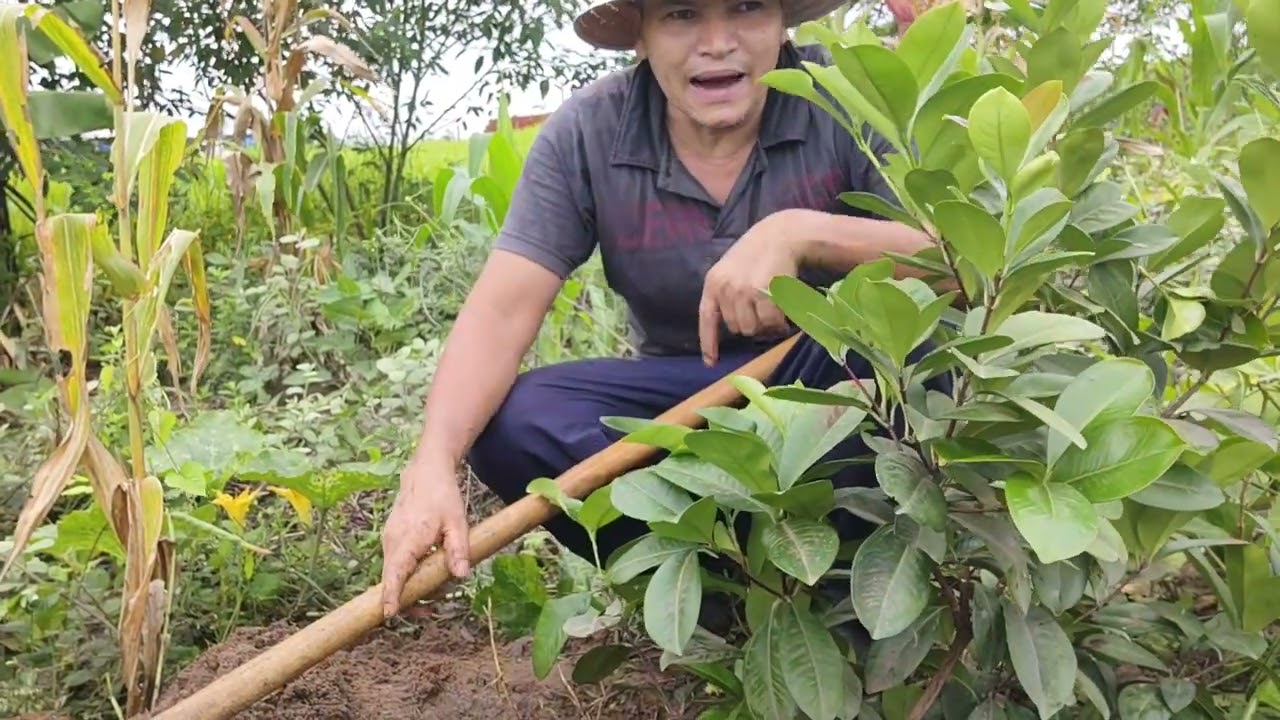 como plantar cereja
