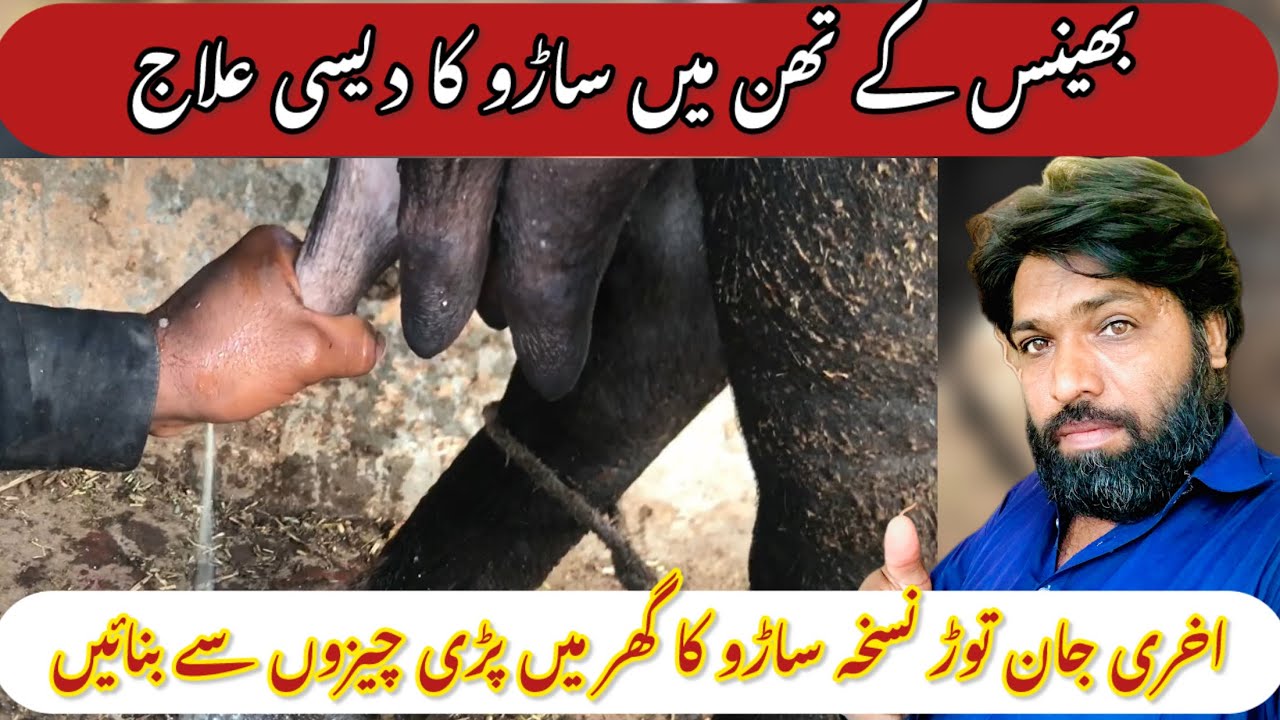 Bhains ke thand mein Sadu ka desi Ilaaj l thad yaa hawanepar sado l Animal Love Punjab