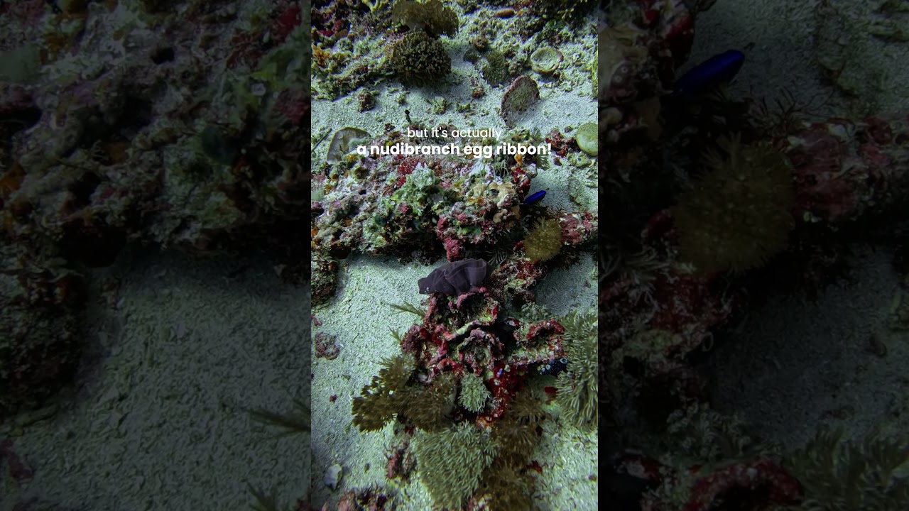 NUDIBRANCH EGG RIBBON