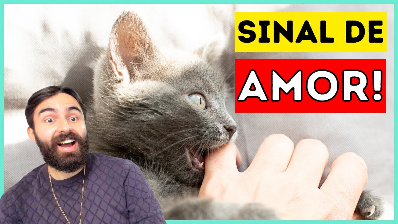 12 Sinais Que Seu Gato &eacute; APEGADO EMOCIONALMENTE a Voc&ecirc;!