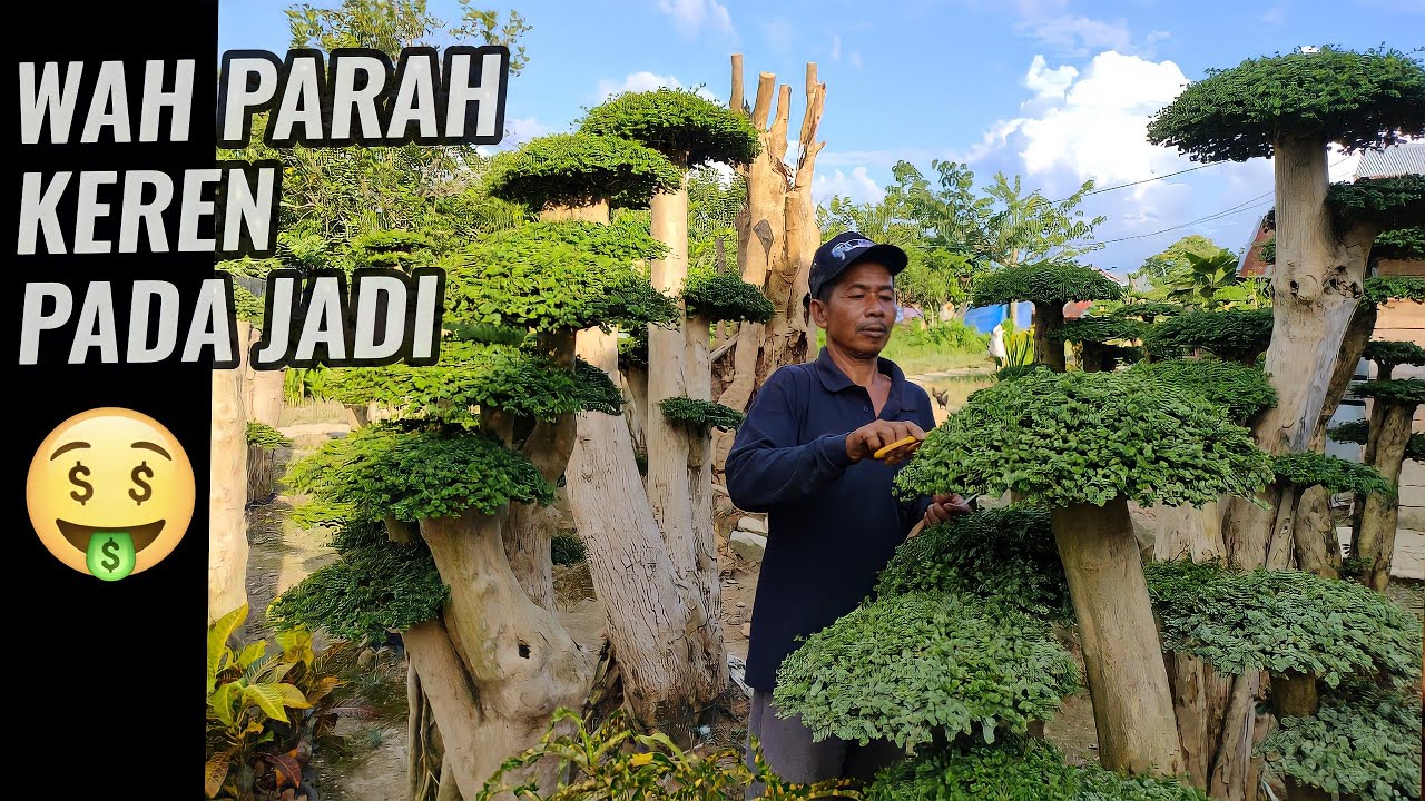wahong cantik 99% hampir jadi || BELAJAR Bersama Pade YANTO || bonsai taman wacang