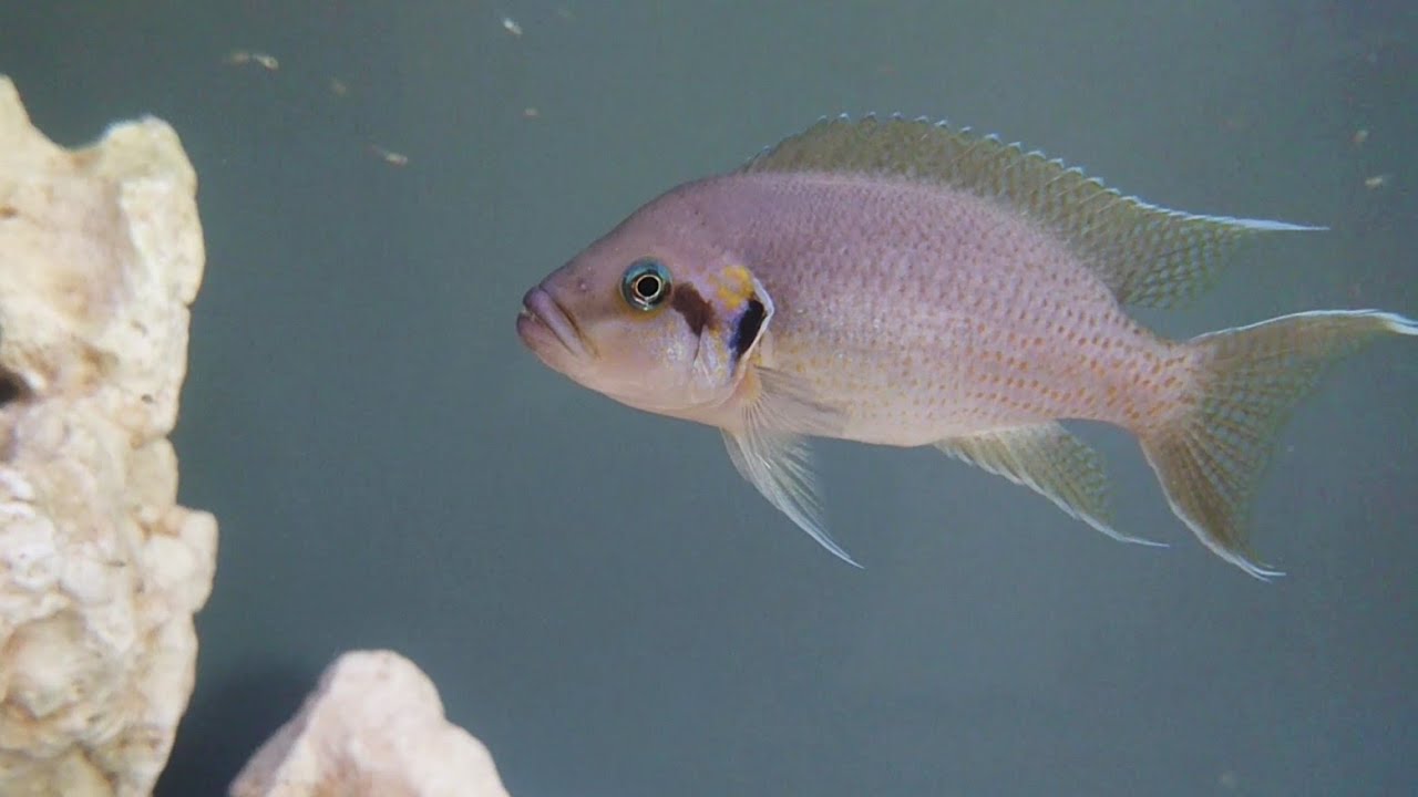 Fairy cichlids Neolamprologus brichardi cichlid pair with fry
