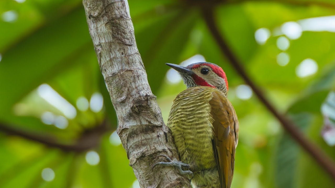 Bird Sounds | Bird Sounds Spectacular