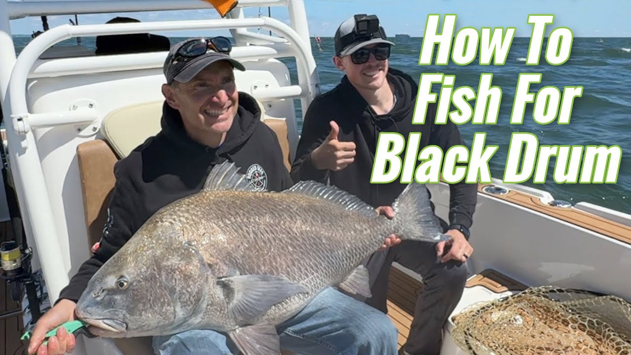How To Fish For Chesapeake Bay Black Drum