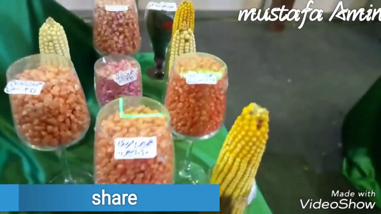 جميع انواع التقاوى فى مصر seeds in Egypt