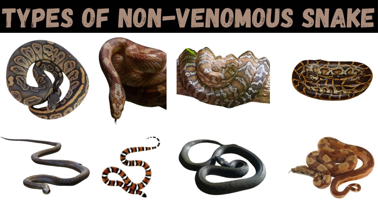 Types Of Non-Venomous Snake | Snake | Snakes For Kids 