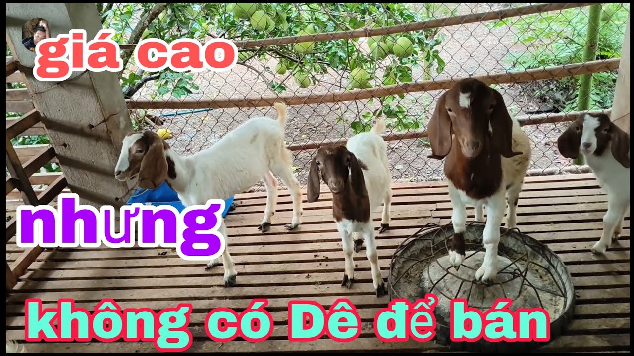 #74 Giá Dê tăng cao nhưng không có Dê để bán 😓