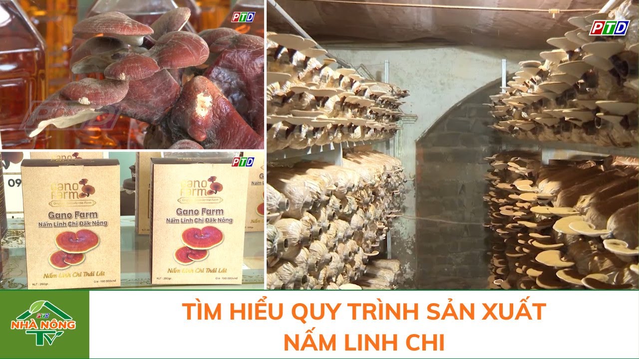 Tìm hiểu quy trình sản xuất nấm linh chi