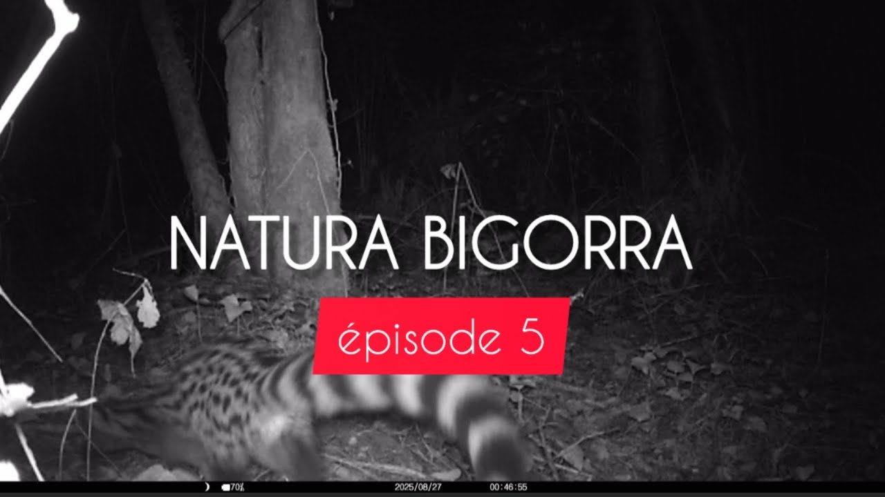 Natura Bigorra #5 ~ La Genette