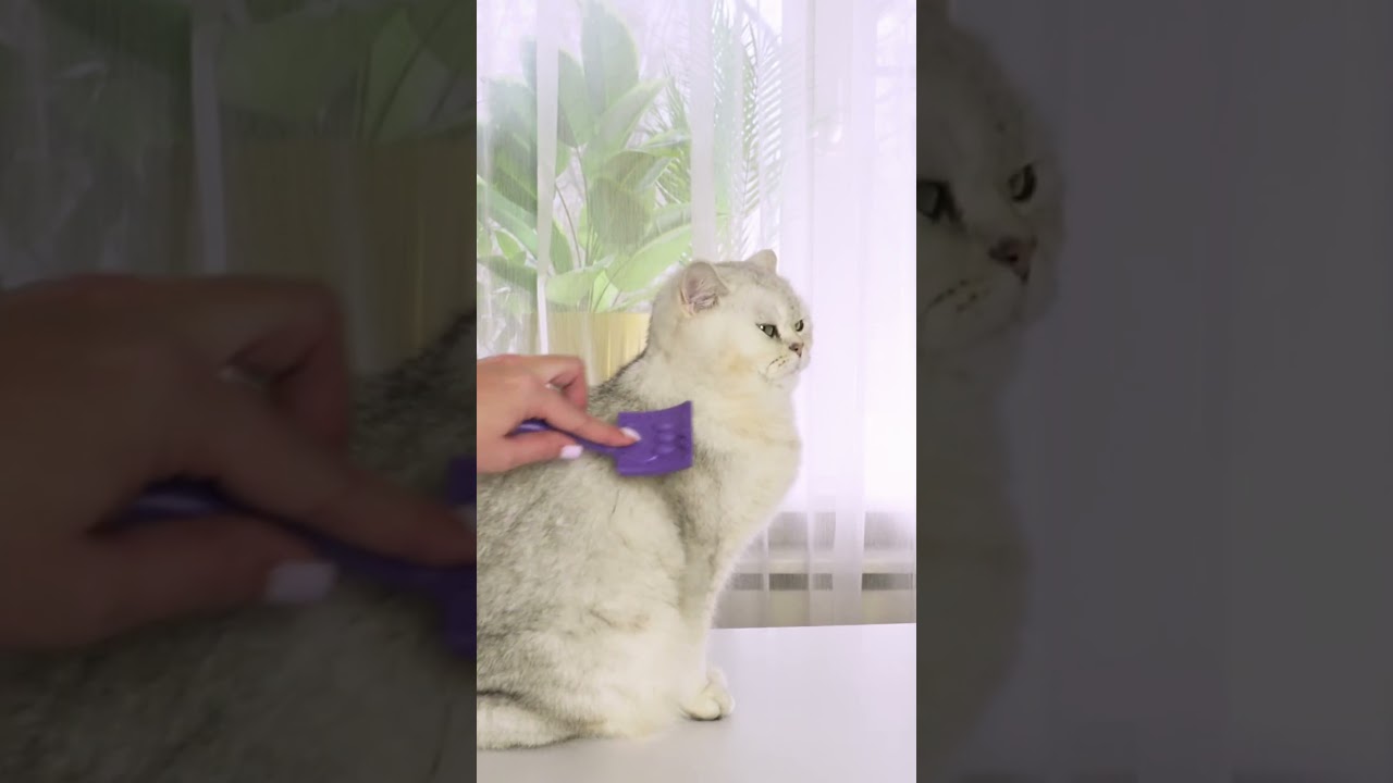 Fast Hack to Remove Mats from Your Cat&rsquo;s Fur &ndash; You Won&rsquo;t Believe How Easy It Is!