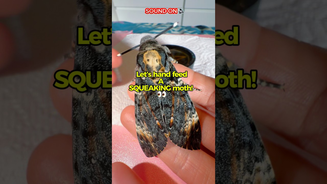 Why did the second moth do that!! 👀🤣 #moths