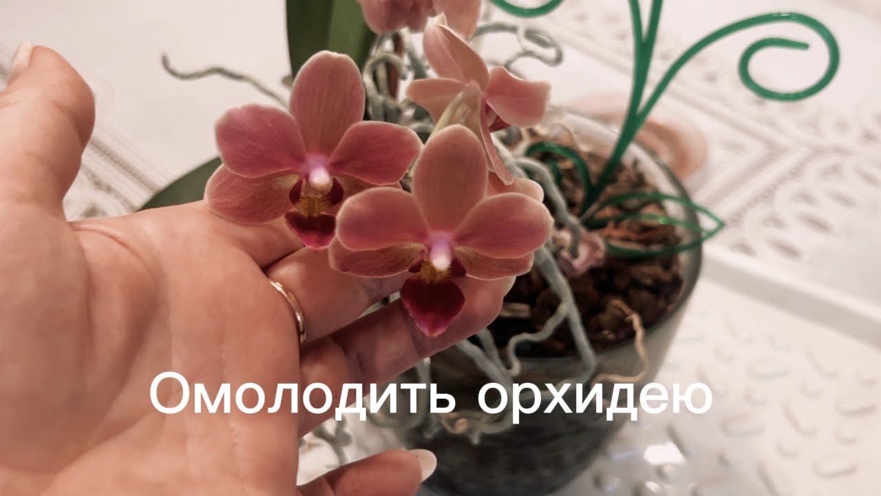 Как омолодить орхидею, вянут цветы ,а листья теряют тургор? Всё просто!