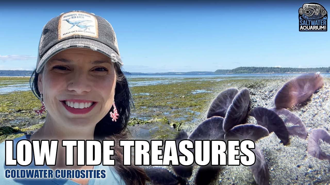 Eccentric Sand Dollars of Puget Sound | Coldwater Curiosities