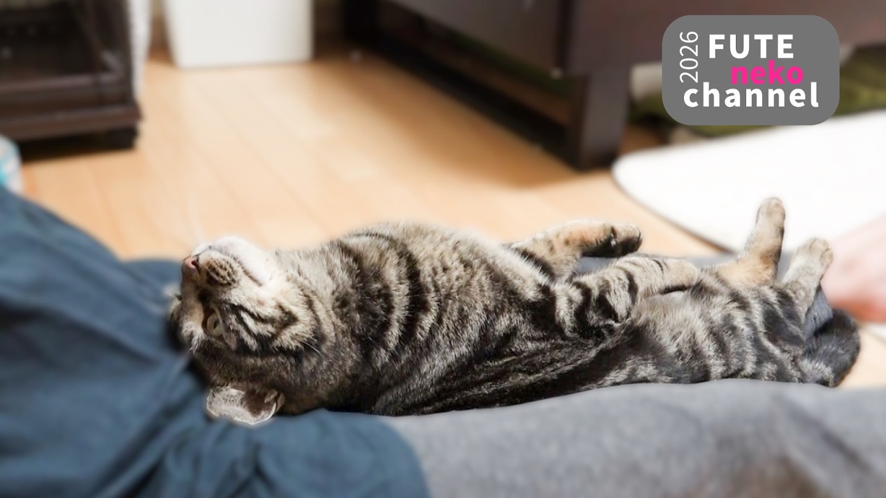 人をダメにする猫【保護猫】