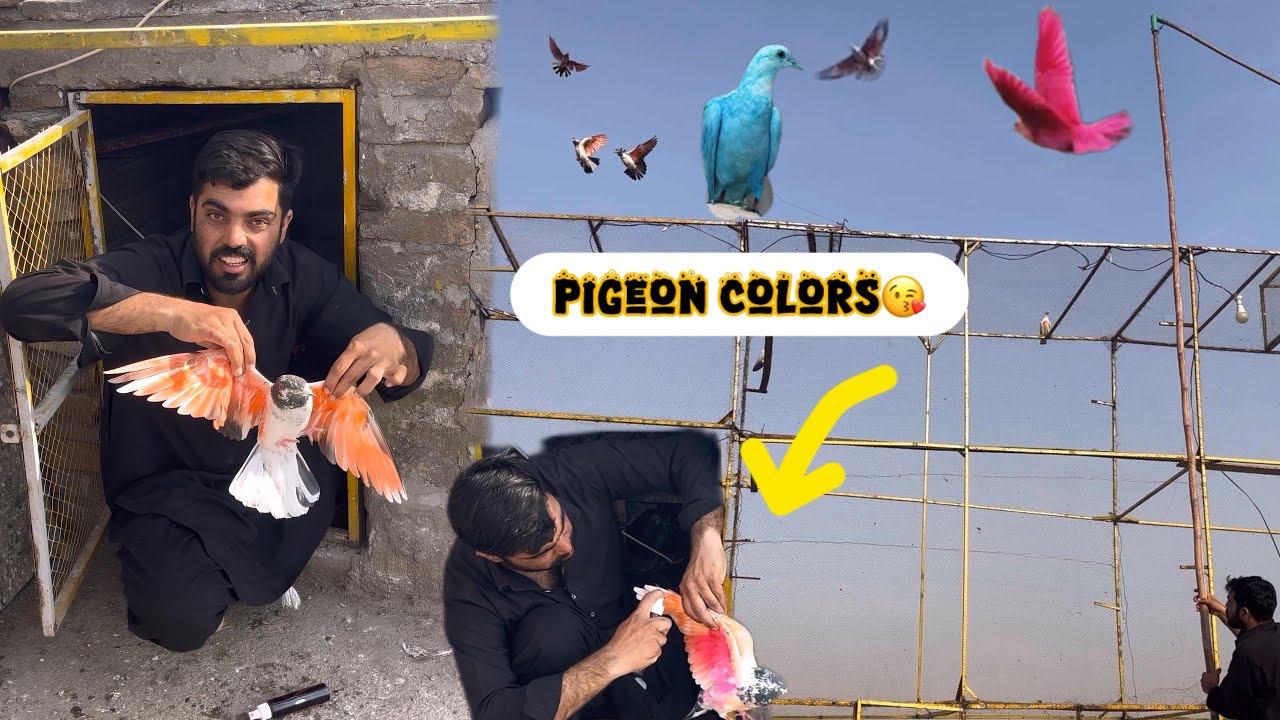 Sab kabootaro ka rang lagha dia🥰how to color on the pigeon