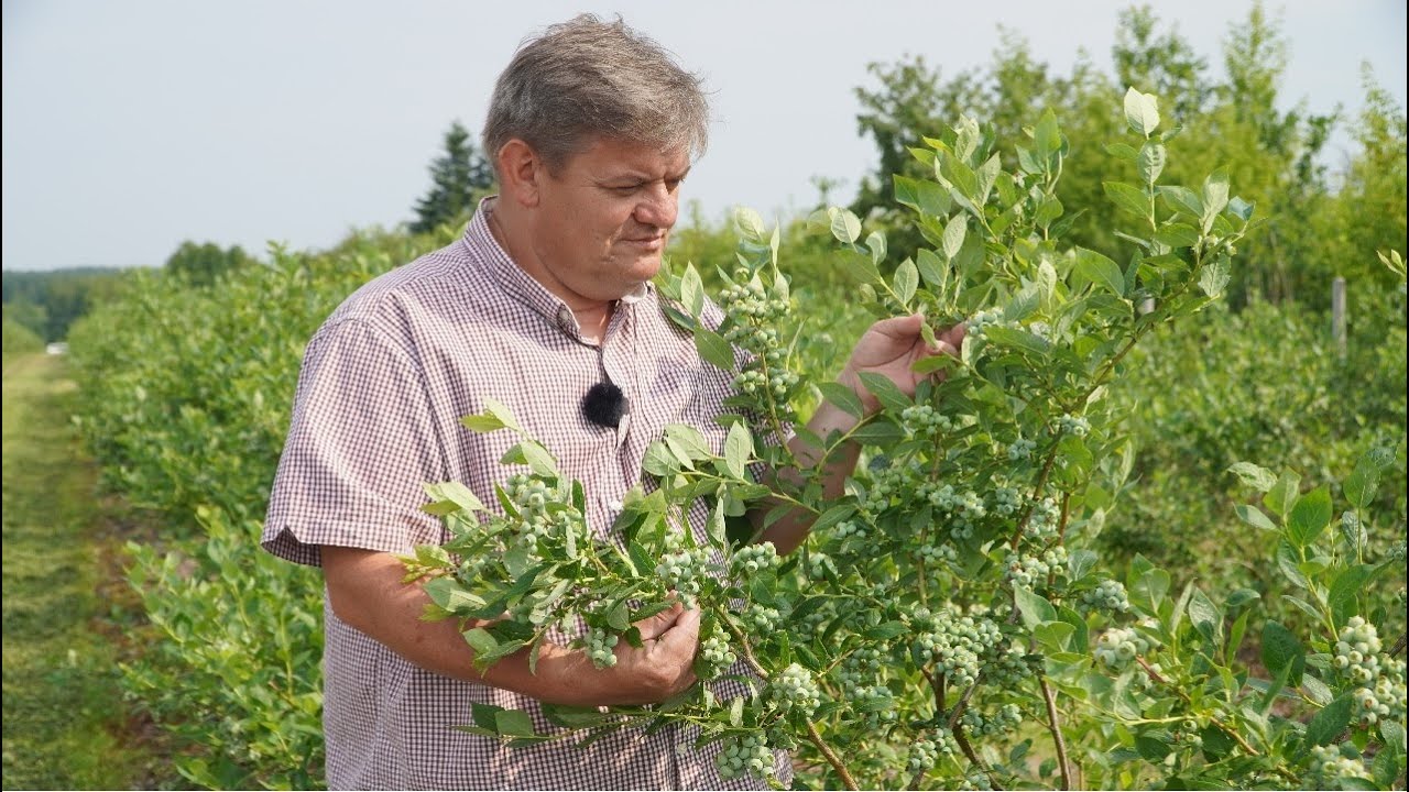 Komunikat dla borówki Zbigniew Marek 21.06.23