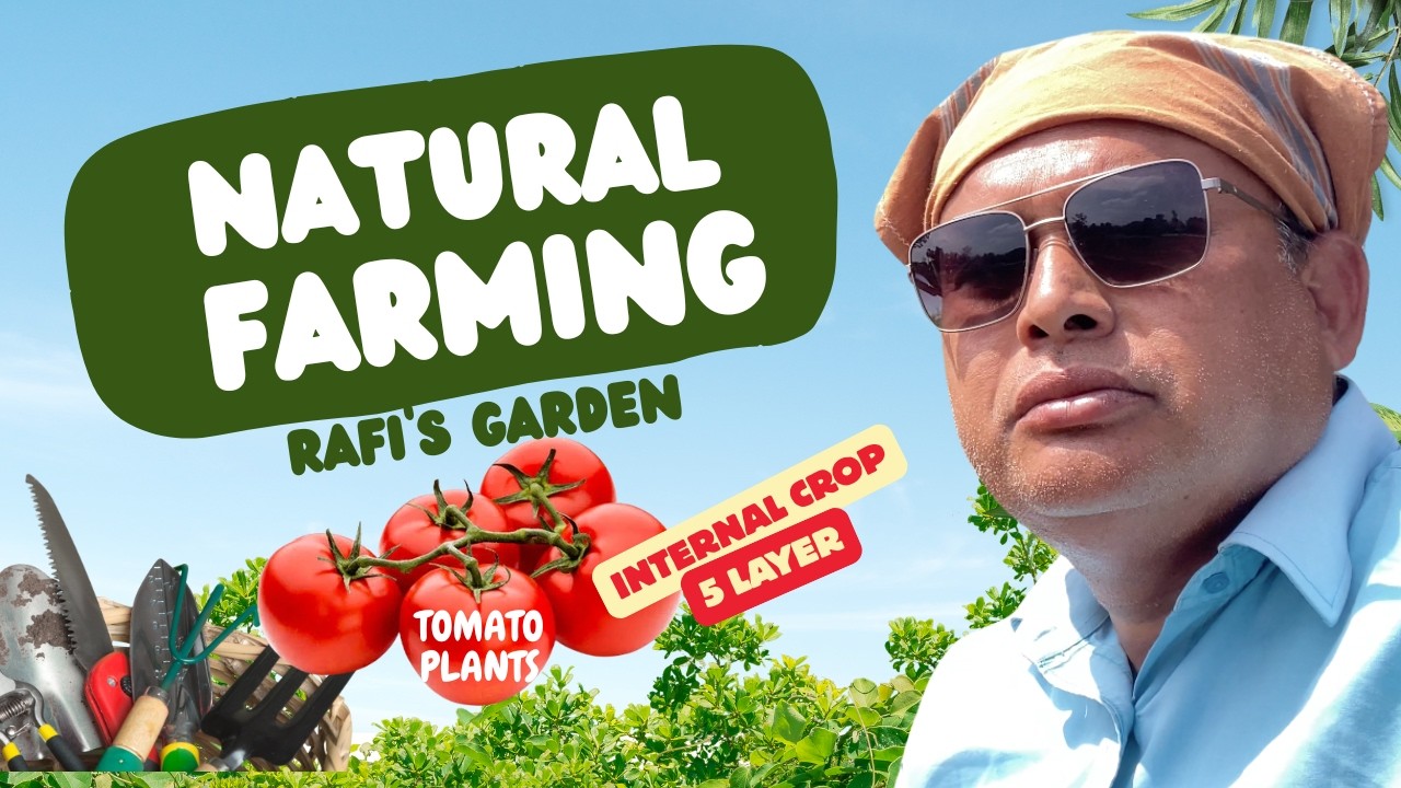 అంతర్గత పంటల కింద టమోటా మొక్కలు నాటడం... #naturalfarming #organic #tomato #plants #viral #vijayram