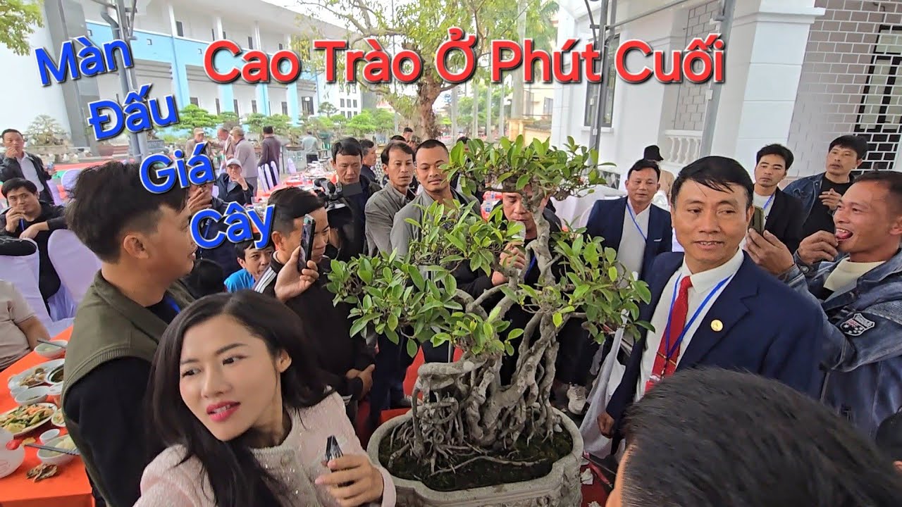 ĐẤU GIÁ THÀNH CÔNG 3 TP - KỊCH TÍNH ĐẨY LÊN VÀO PHÚT CUỐI * Triển Lãm NINH GIANG 2026 *.